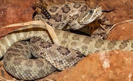 梦见两条蛇在打架