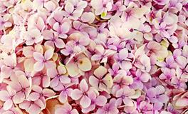 梦见桃花的寓意