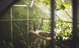 做梦梦见大白菜