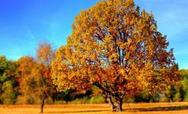 梦见家里的长满了果树