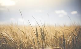 梦见家里堆了好多麦子