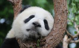 孕妇梦见熊猫是什么意思