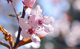 梦见女人流产是什么意思