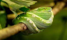 孕妇梦见老公被蛇咬