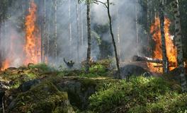 孕妇梦见火烧山