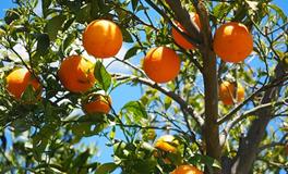 梦见种树开花结果