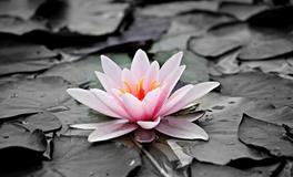 梦见枯萎的玫瑰花