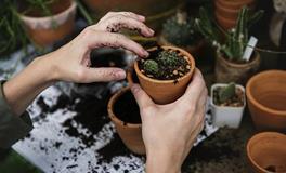 居家风水适合养的植物有哪些