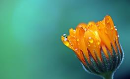 厕所养花风水禁忌