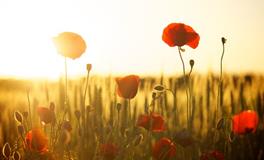 孕妇梦见兰花草好不好