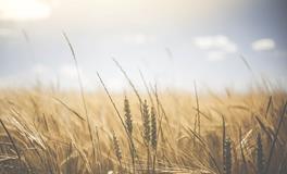 怀孕女人梦见谷物是好事吗