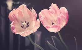 梦见花开了是什么意思