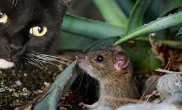 梦见老鼠咬死蛇是凶兆吗