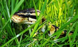 梦见蛇在水里游是什么意思