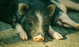 梦见猪生病有什么凶兆吗