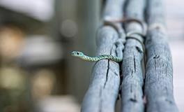 做梦梦见蛇在枕头下面是什么意思