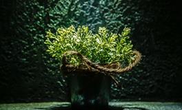 梦见花草树木生机勃勃