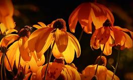 秋老虎是什么意思，今年秋老虎是什么时候