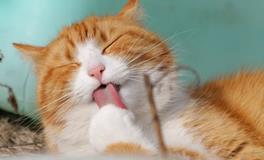 家里养猫对财运好不好