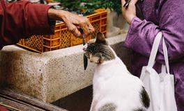 梦见猫把我的鱼偷吃了
