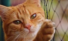 孕妇梦见老虎是好事吗