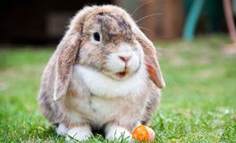 梦见兔子在水里