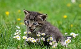 梦见被猫咬脖子好不好