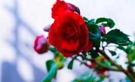 婚姻倦怠期，什么才是最好的夫妻相处之道？