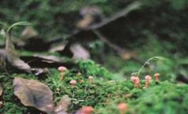 郑博士2019年9月4日生肖运势