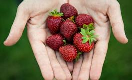 做梦梦见自己摘草莓好不好