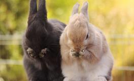 梦见兔子咬人是怎么回事