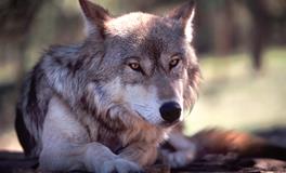 梦见狼代表什么意思