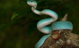 梦见屋顶出现蟒蛇是吉兆吗