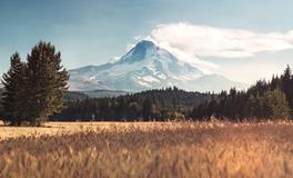 梦见山上开花象征着什么