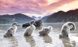 郑博士2019年12月17日生肖运势