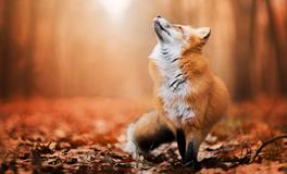 易鑫2020年1月6日生肖运势