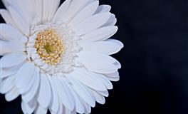 对朋友期望太高，以至于老是失望伤心的星座