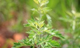 吃苦耐劳喜欢钻研，学习能力最强的四大星座