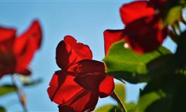 姻缘难断，会选择与旧爱牵手的三大星座