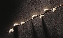 在恋爱中经常让另一半抓狂的星座，是太过强势，还是过于倔强？