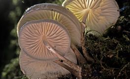 这四大星座的理想型，是喜欢理财达人，还是喜欢高冷的？