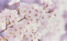 懂得生活不易，但愿看世间美好的星座，一直期待，一直充满希望