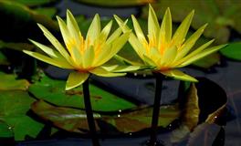 有独特魅力的星座女，性格开朗自强自立