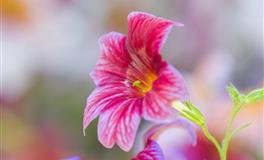 迎桃花的4属相，财运越来越旺，福气满满，生活越来越精彩