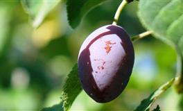 财神到！春节前财运飙升的四大生肖