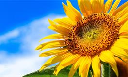 心气很高的星座，自尊心强，从不依附于人