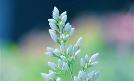 这些星座一旦动心，很难放手！