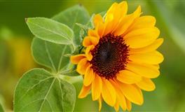 周公解梦：梦见家人是福还是祸