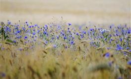 婚后忠诚度最高的星座，只要决定在一起，就会真诚对待对方