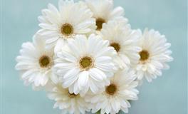 苏珊米勒2020年10月双子座运势完整版